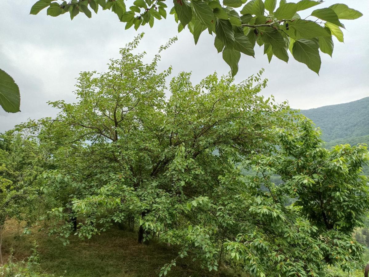 Green Garden 이제반 외부 사진